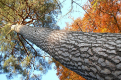 Control of Woodland Removal